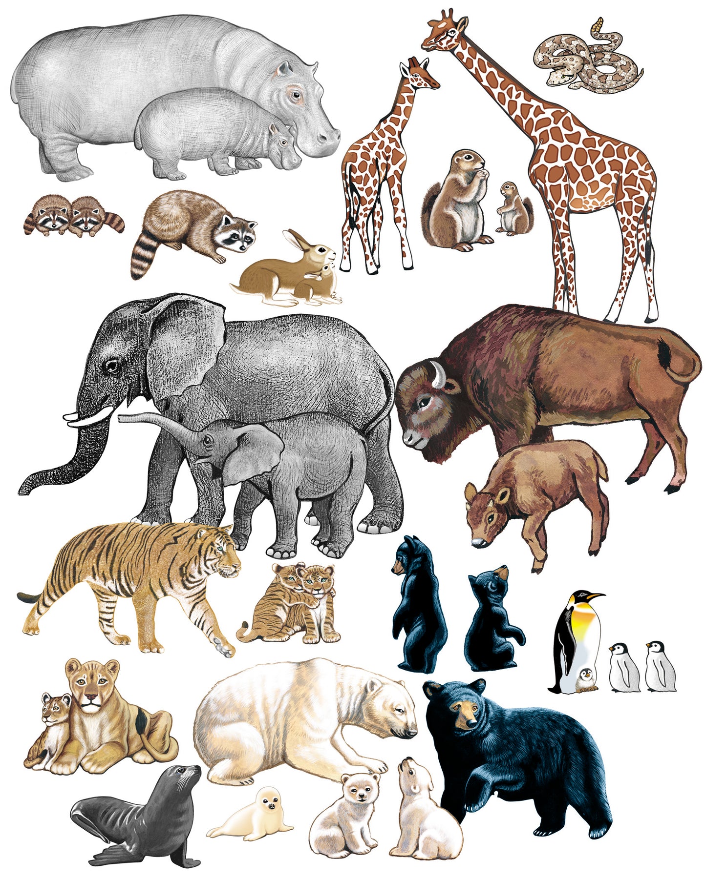 Wild Animals