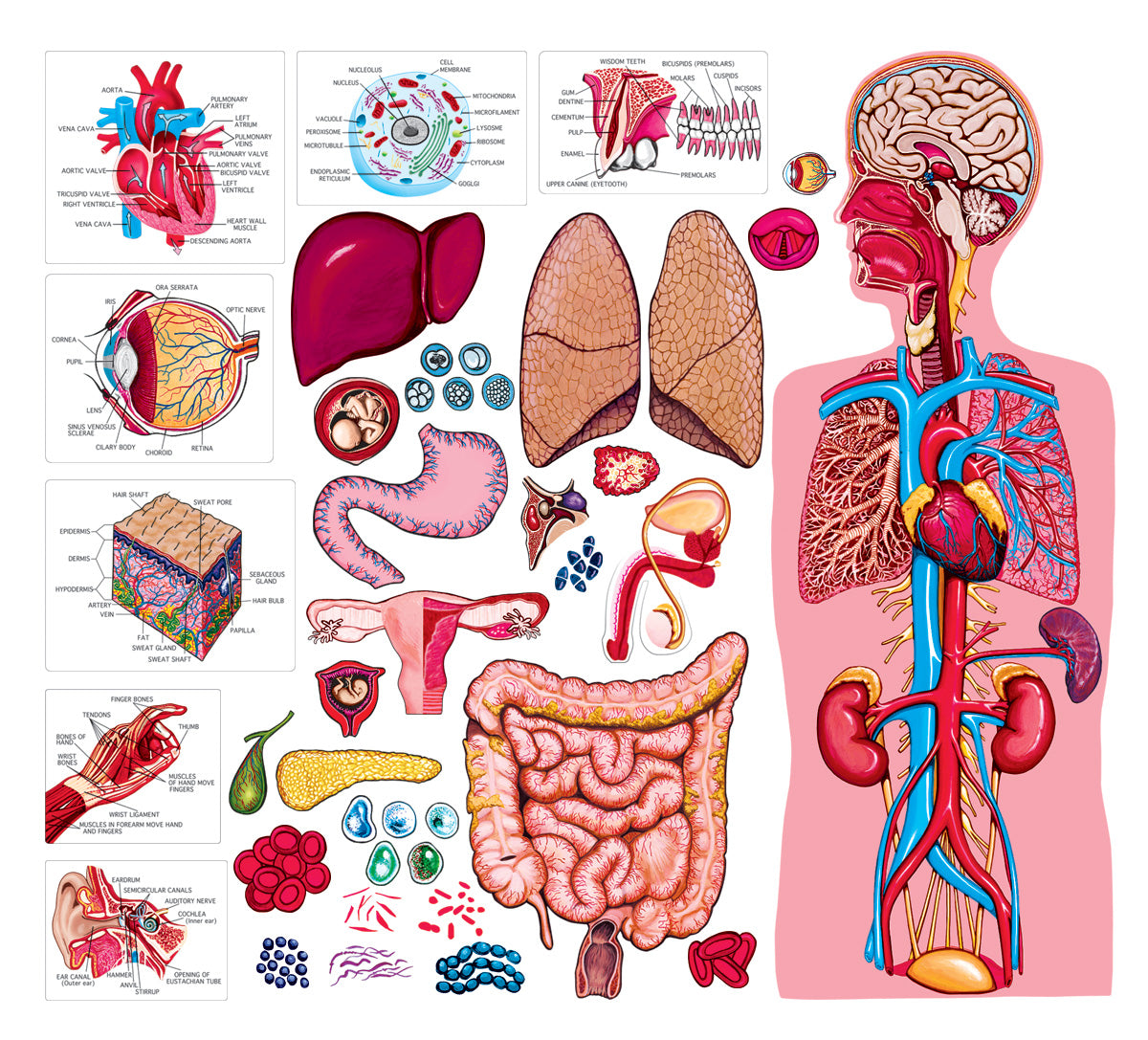 Human Body
