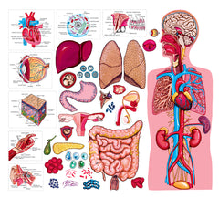 Human Body