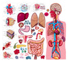 Human Body
