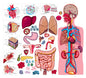 Human Body